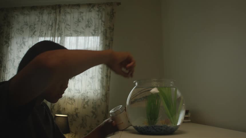 Youth feeds goldfish then watches them