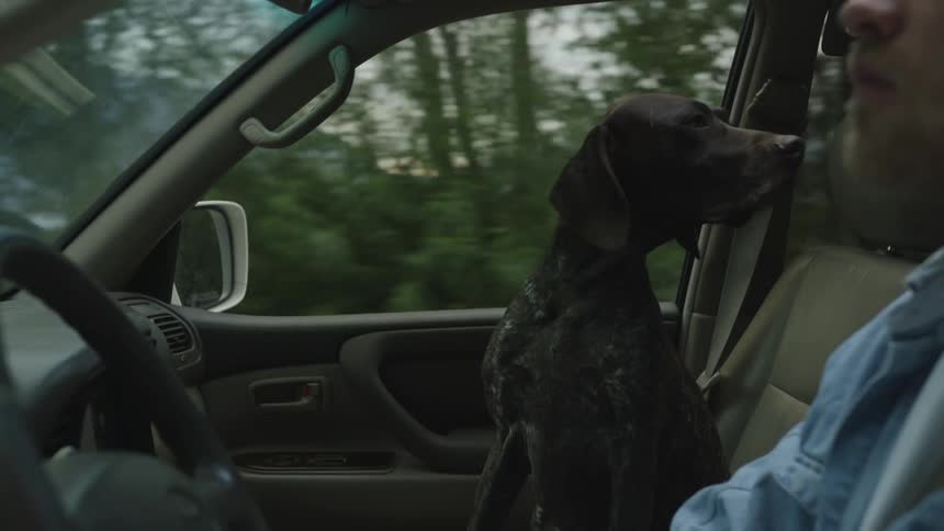 Man driving his vehicle with a dog seated beside him in the front seat