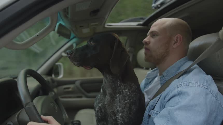 Man drives vehicle with dog sitting on lap