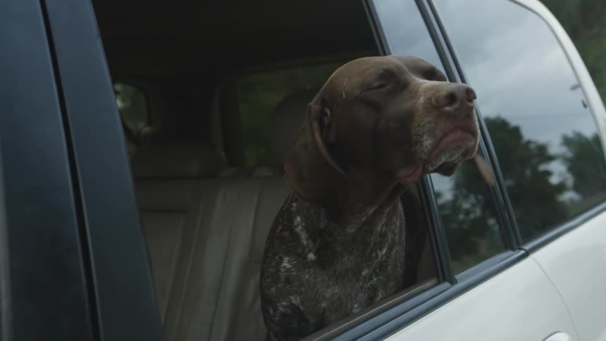 A dog sticks his head out of a moving cars window and yawns