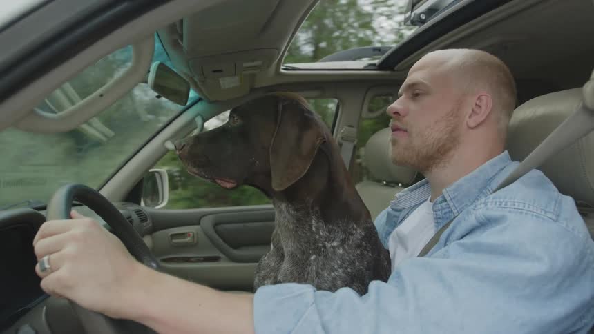 A man drives a car with a large dog sitting in his lap