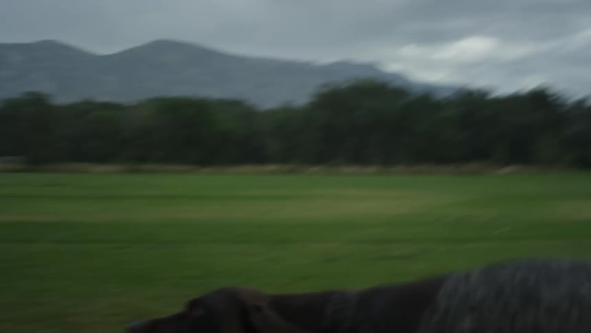 Man playing with his dog in an outdoor setting with grass trees on a cloudy day