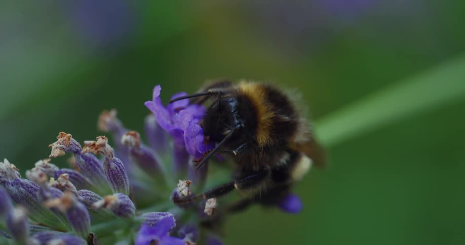 A bumblebee drinking nectar from a purple flower on a green stem