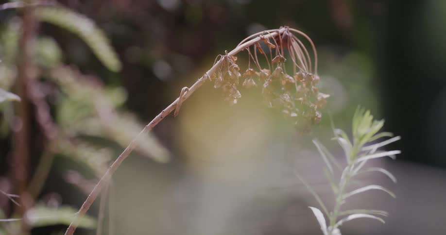 Dried leaves on branch outdoors