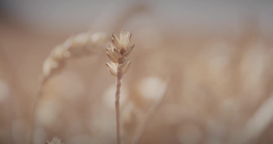 A reed shaking in the wind