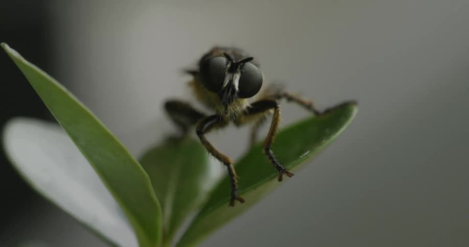 Extreme close up of a wasp on a plant moving its legs