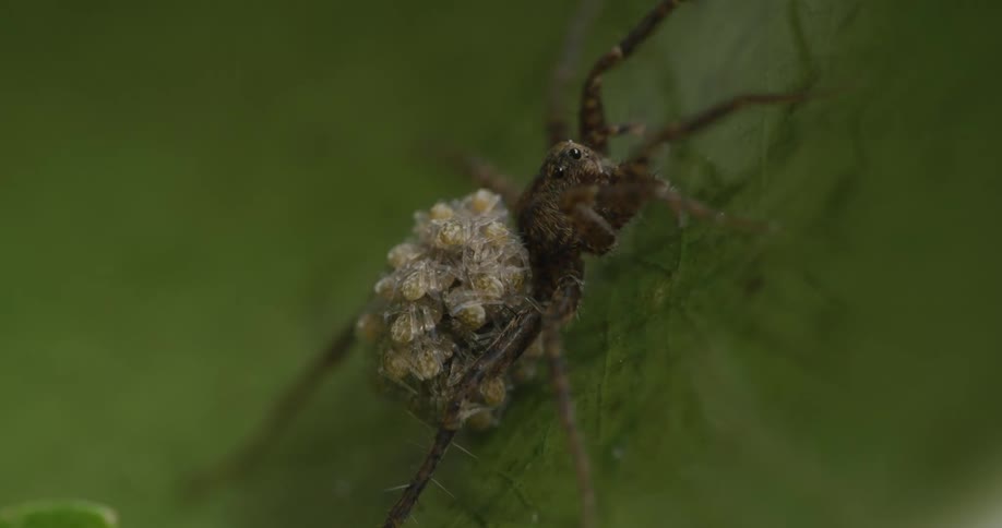 Extreme closeup of a spider with its babies on her back