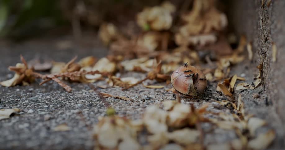 Ants are crawling inside a snail shell on the ground and on a wall