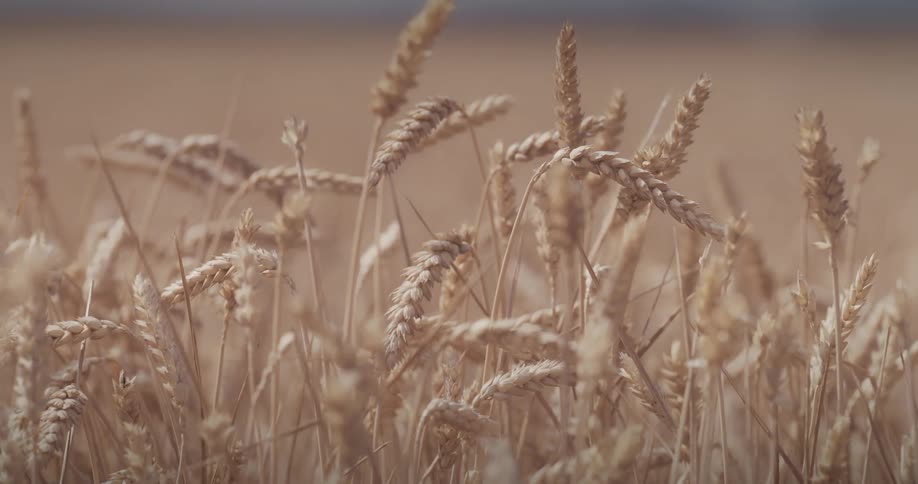 Closeup of a wheat field