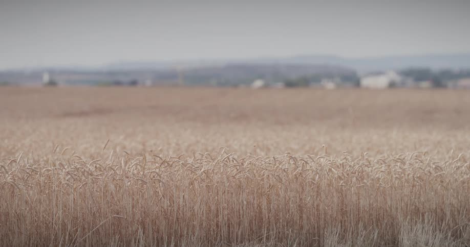An extensive field of wheat in a rural area