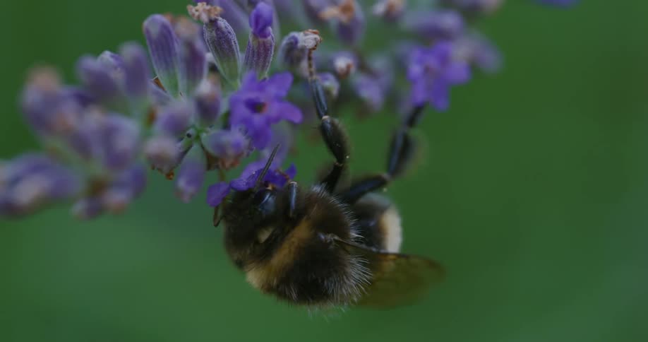 Bumblebee collecting pollen from a purple flower