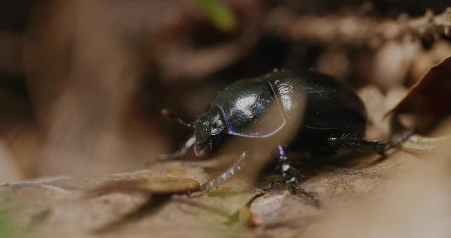 A beetle moving to its side