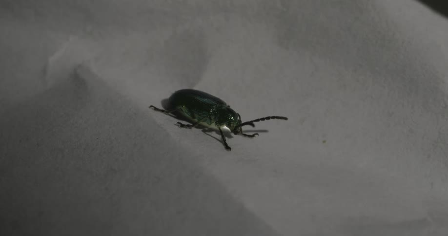 Closeup of a green beetle moving its antennae on top of sand