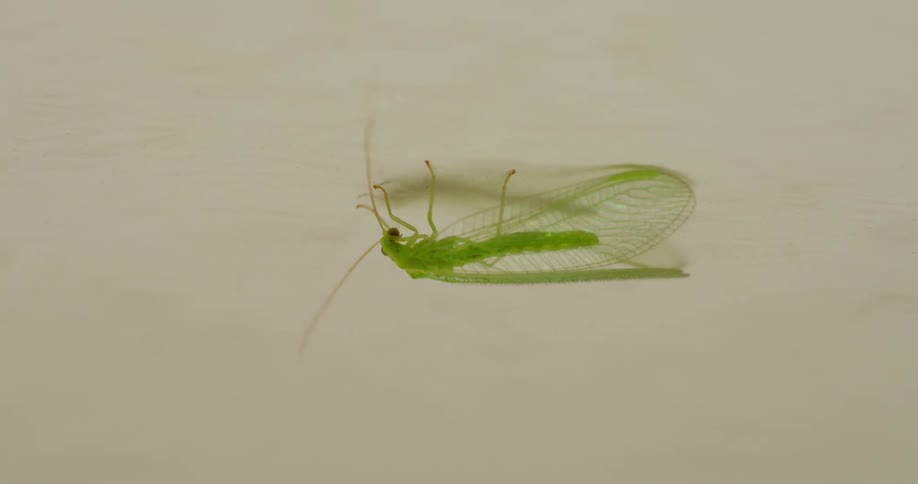 A green mayfly is holding on to the ceiling and moving around