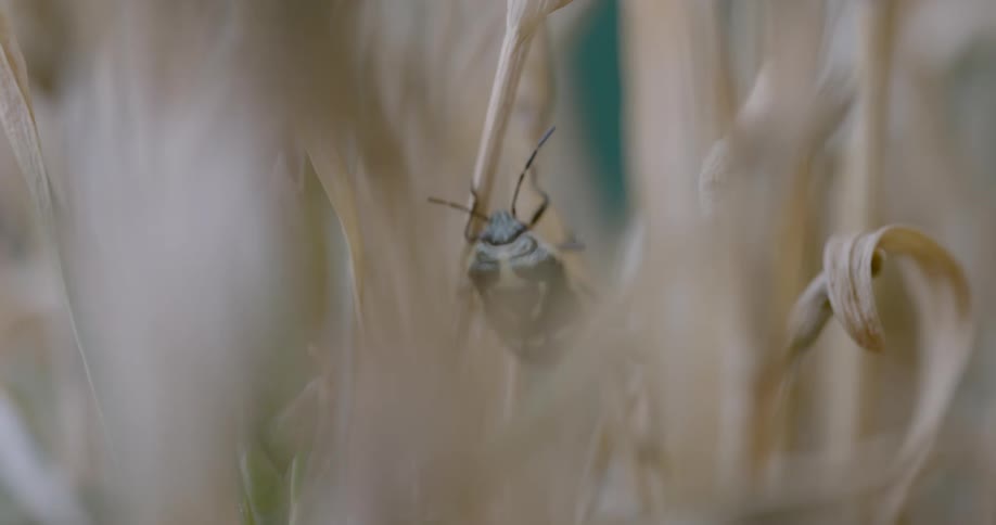 Insect among dry leaves in a plantation