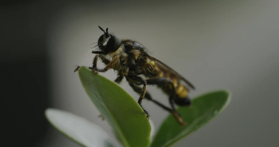 A hornet is sitting on a plant and rubbing its wings with its legs