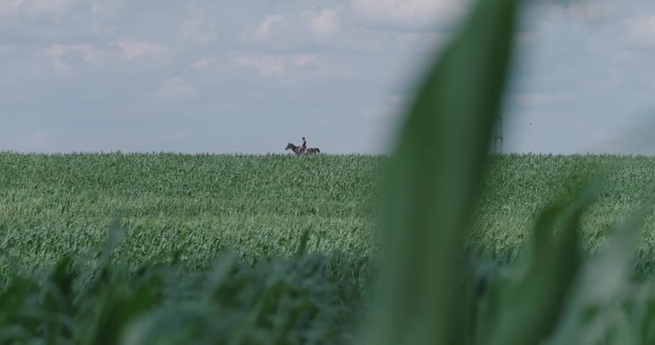 Person rides horse across green field on horizon
