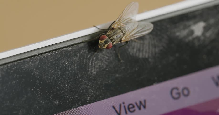 Closeup of a fly on top of a screen