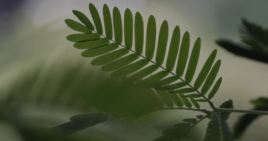 Mimosa Plant with leaves that close when touched