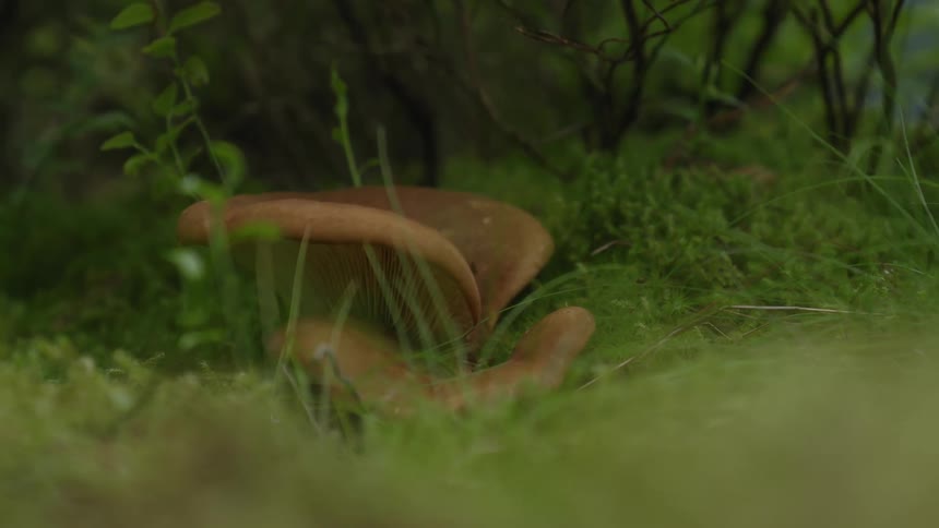 Brown mushroom on forest floor
