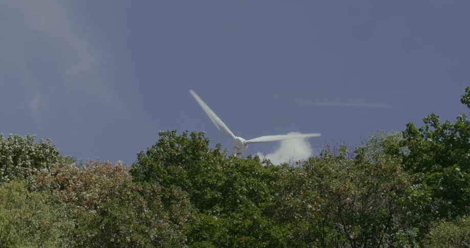 Natural wind turbine platform harnessing the power of the wind in an outdoor environment