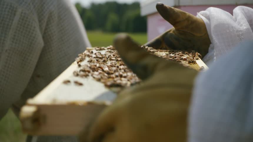 A beekeeper inspecting a beehive