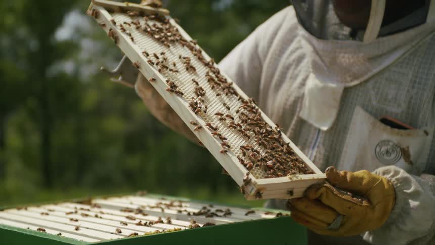 Beekeeper inspecting a honeycomb with bees