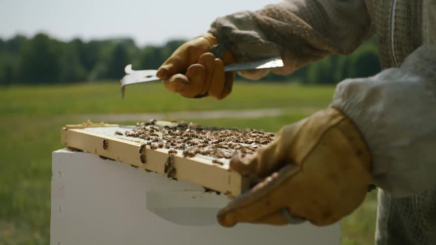 Gloved hand holding tool moves over beehive