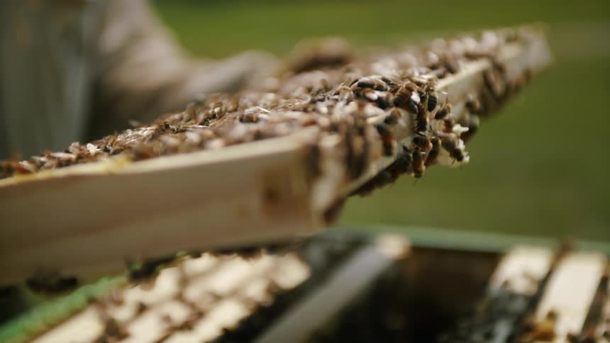 A human hand turning a piece of wood full of bees over