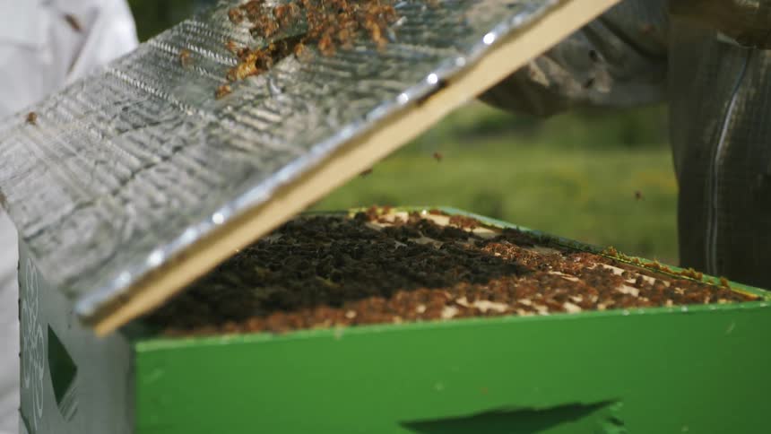 Bees fly as a bee keeper opens the lid of their hive and another person stands watching