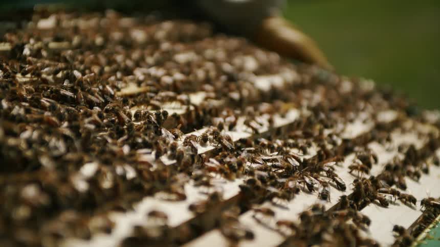 Bees are crawling on a bee box hive as a bee keeper holds it
