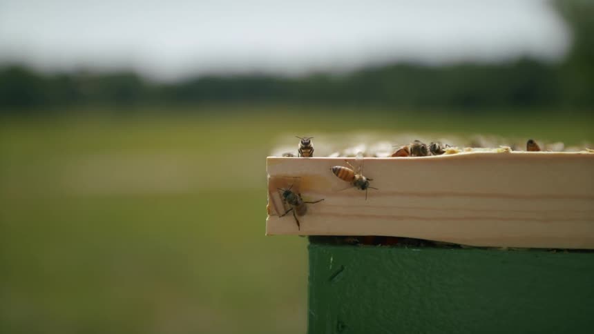 Bees at an apiary outdoors during day time