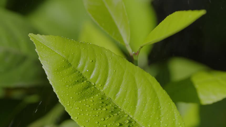 A green leaf wet with drops of rain