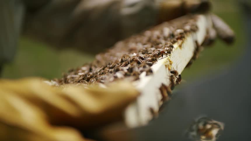 Persons hand wearing protective gloves holding a block of wood full of bees in an apiary outdoors during day time