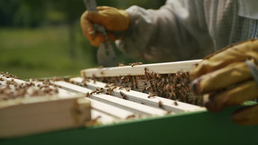 Closeup of hands removing honeycombs from beehives