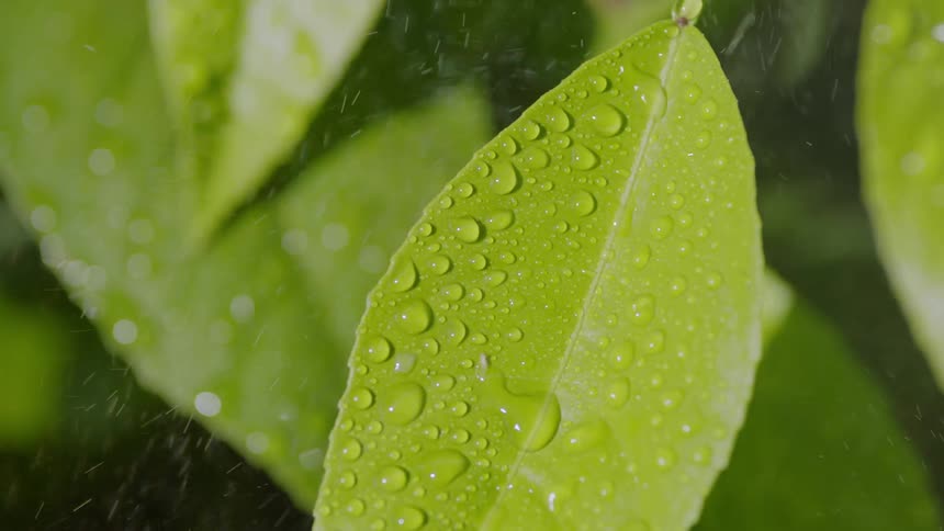 Spray of water falling over leaves outdoors during day time