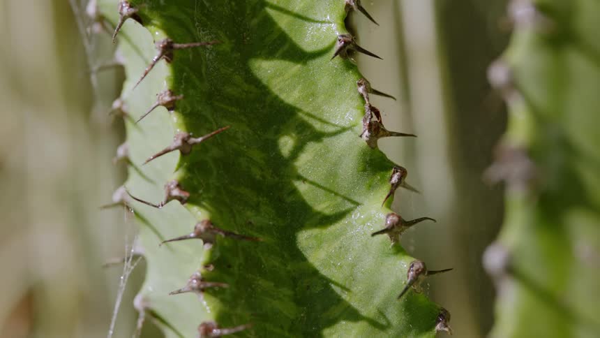 Cactus spines outdoors