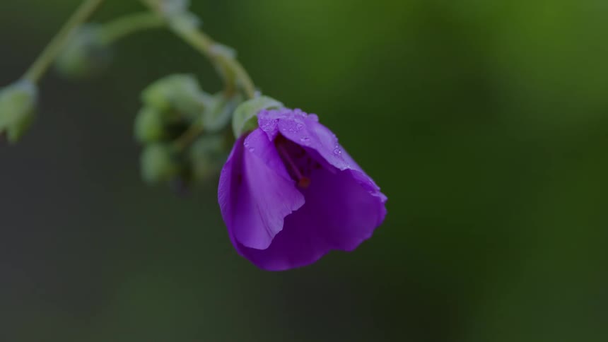 The purple flower is wet