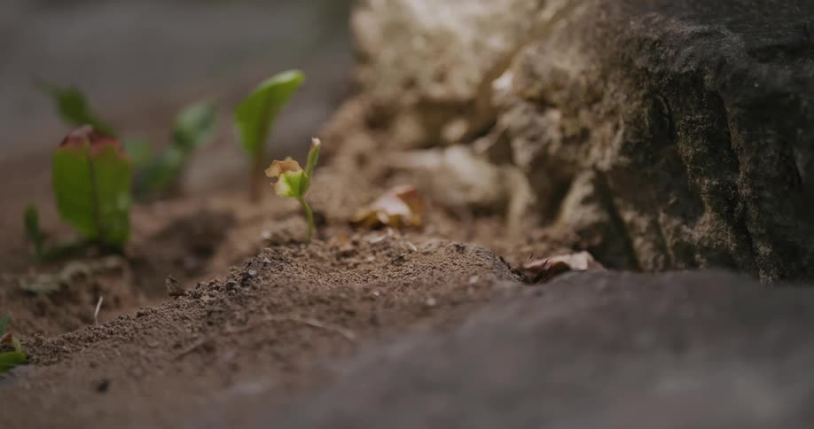 Closeup of ants collectively carrying food through a environment with soil and leaves
