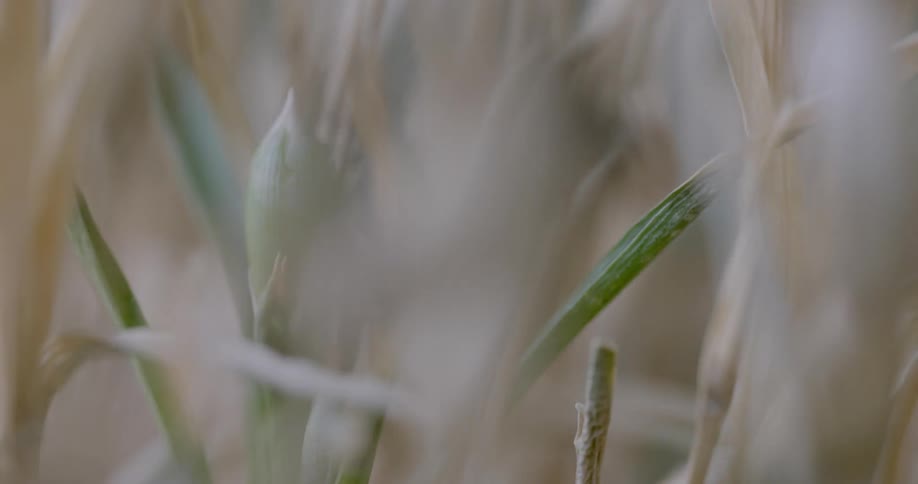 A scarab on the stem of a crop