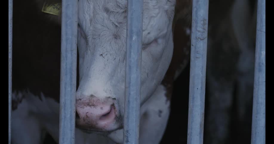 Cow behind bars animal meat milk