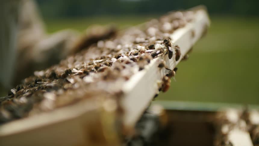 A bee keeper is examining his bee hive as the bees crawl around