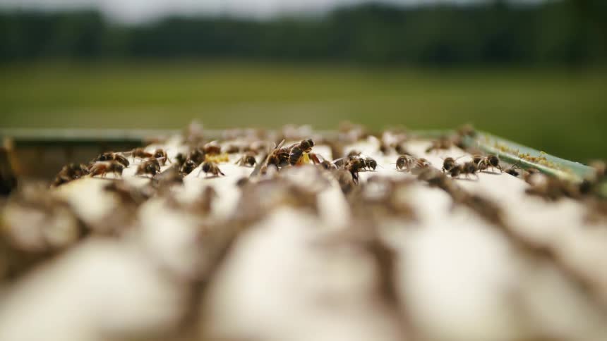 Swarm of bees atop a hive in the countryside