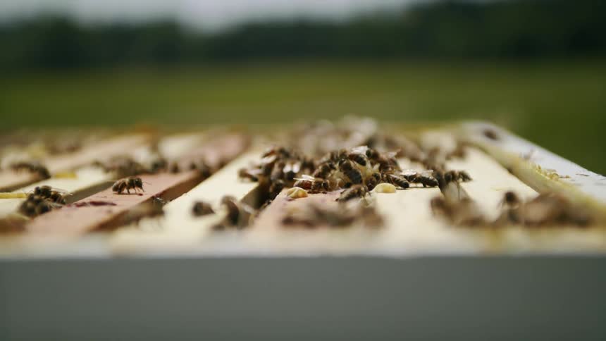 Bee colony sits on wooden board
