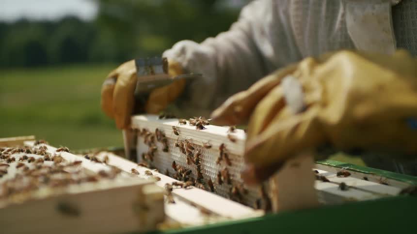 Beekeeper placing a panel with bees into a container