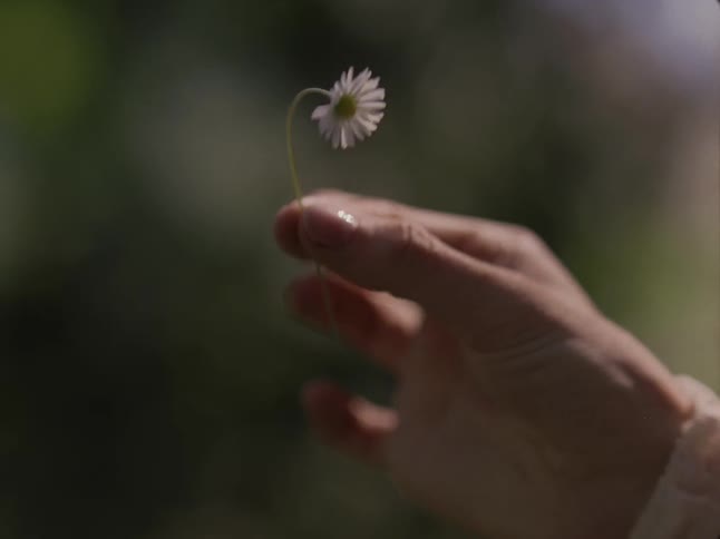 A human hand moving a small white flower with its fingers