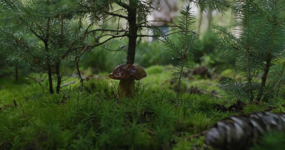 Person walks by mushroom at base of tree in forest