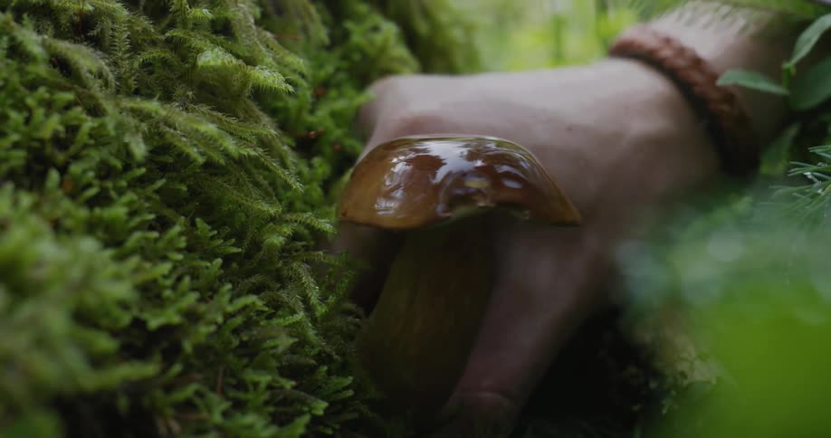A person picks a mushroom from the moss