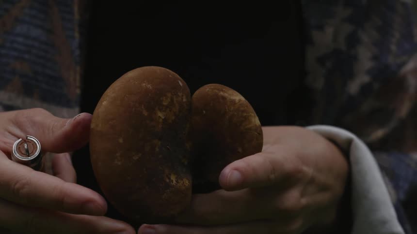 A person is examining a mushroom