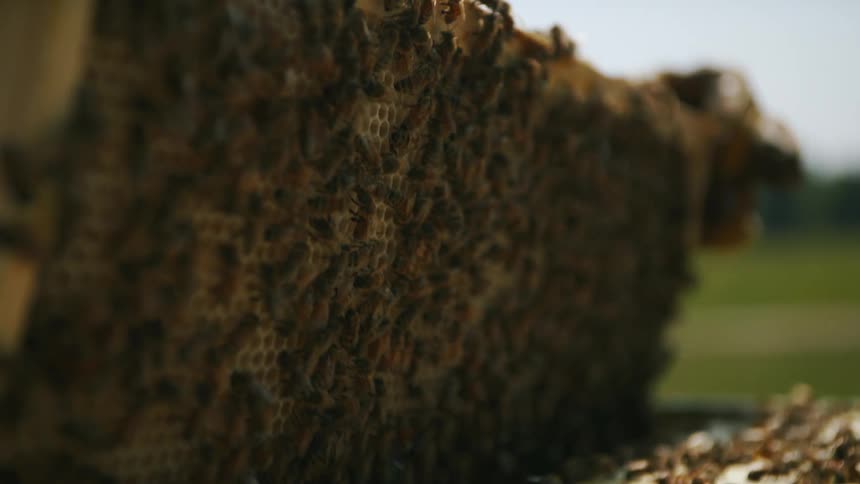 Beekeeper removing a honeycomb covered with bees